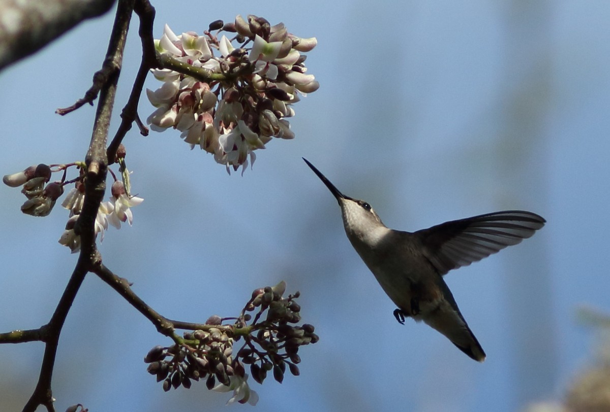 Ruby-throated Hummingbird - Robert Mercer