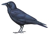 Australian Raven Illustration