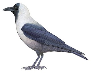 Corvus splendens zugmayeri