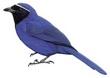 Black-throated Jay Illustration