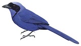 Black-collared Jay Illustration