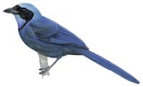 Turquoise Jay Illustration