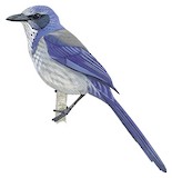 Florida Scrub Jay Illustration