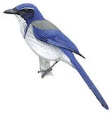 California Scrub Jay Illustration