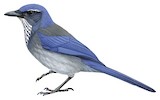 Woodhouse's Scrub Jay Illustration