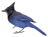 Steller's Jay Illustration