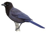 Purplish Jay Illustration