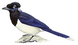 Plush-crested Jay Illustration