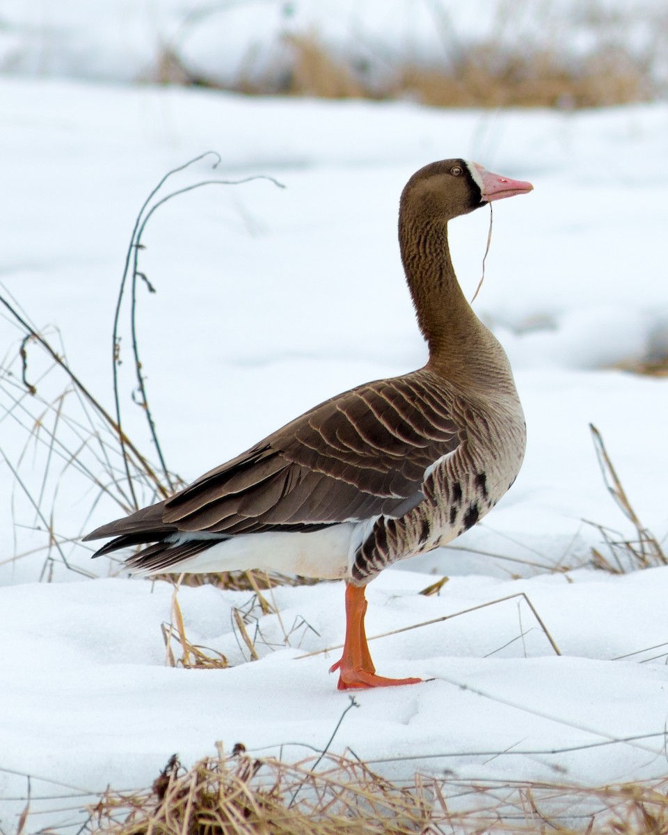 Greater White-fronted Goose - DEGOSH REED