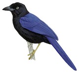 Purplish-backed Jay Illustration