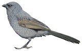 Apostlebird Illustration