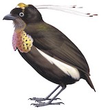 Bronze Parotia Illustration