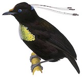 Eastern Parotia Illustration