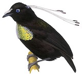 Lawes's Parotia Illustration