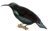 Paradise Riflebird Illustration