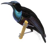 Magnificent Riflebird Illustration