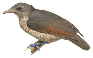 Illustration of Female - King Bird-of-Paradise