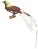 Emperor Bird-of-paradise Illustration