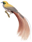 Goldie's Bird-of-paradise Illustration