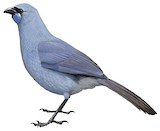 North Island Kokako Illustration