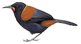 North Island Saddleback Illustration