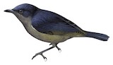 Black Berrypecker Illustration