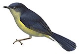 Mid-mountain Berrypecker Illustration