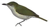 Thick-billed Berrypecker Illustration