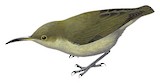 Spectacled Longbill Illustration