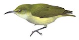 Pygmy Longbill Illustration