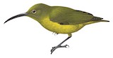 Yellow-bellied Longbill Illustration