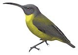 Slaty-headed Longbill Illustration