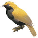 Crested Satinbird Illustration