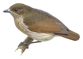 Illustration of Female - Yellow-breasted Satinbird