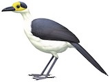 White-necked Rockfowl Illustration