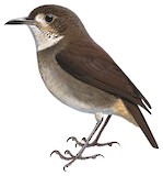 Greater Ground Robin Illustration