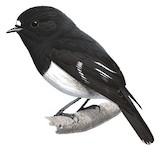 Mountain Robin Illustration