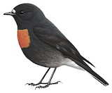 Snow Mountain Robin Illustration