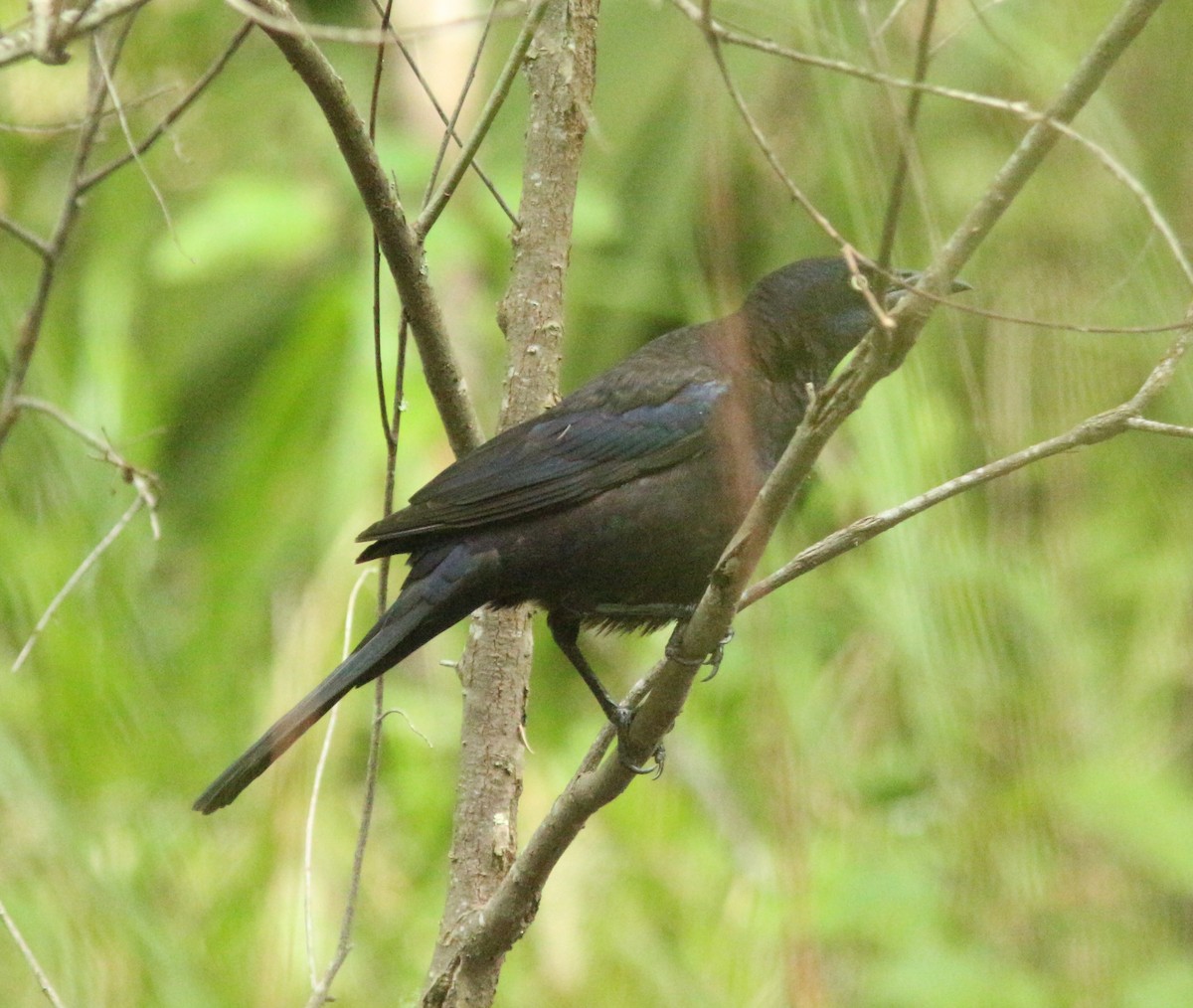 Common Grackle - Daphne Asbell