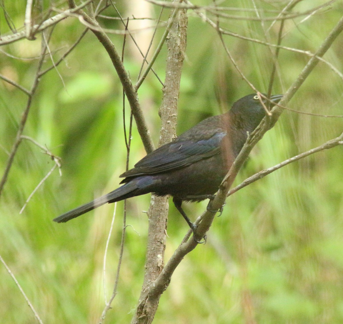 Common Grackle - Daphne Asbell
