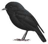 Black Robin Illustration