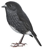 North Island Robin Illustration