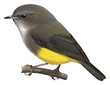 Yellow-bellied Flyrobin Illustration