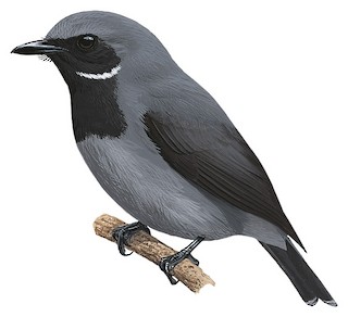 Plesiodryas albonotata griseiventris