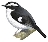 Black-chinned Robin Illustration