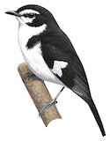 Black-sided Robin Illustration