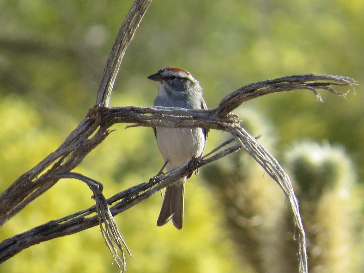 Chipping Sparrow - Vincent Maglio