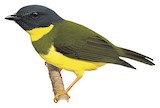 Banded Yellow Robin Illustration