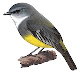 Western Yellow Robin Illustration