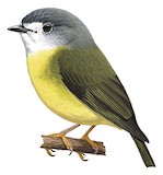 Pale-yellow Robin Illustration